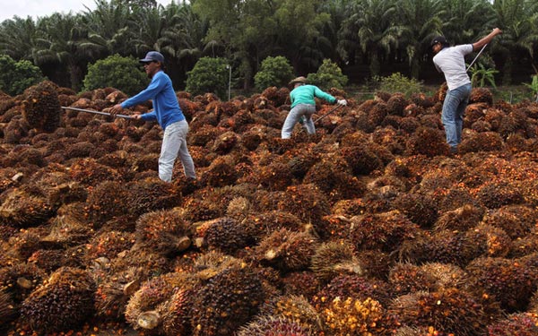 The declaration by Wilmar is discriminatory to oil palm planters in Sarawak and damaging to the state’s government’s development plan of achieving three million hectares of oil palm, Soppoa said in a statement. — Bloomberg photo