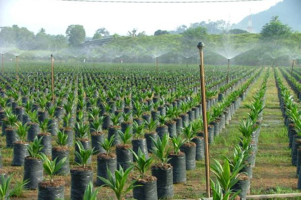 Caring For Oil Palm Seedlings: Oil palm seedlings are grown in poly-bags in the nursery.