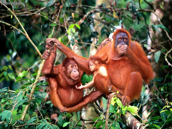All orangutan habitats in Sarawak are protected by law. – File photo