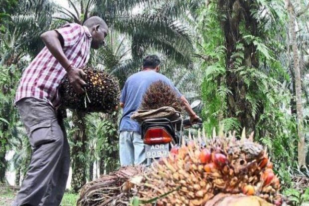 Limited choice: SOPPA says companies in the palm oil industry will prefer to hire locals if there are workers available.