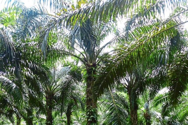 A palm oil plantation in Kampung Perpaduan, Sabah. – Filepic