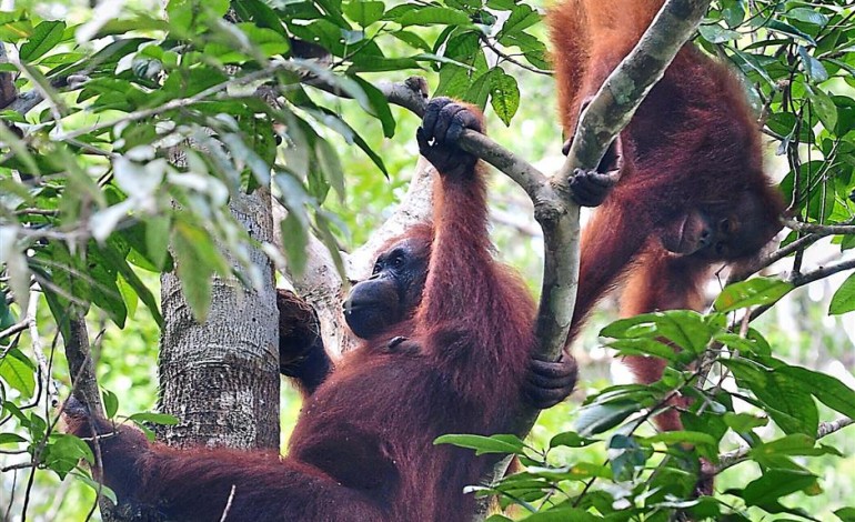 Orangutans roam freely at the Semenggoh Nature Reserve in Sarawak. Photo: Filepic