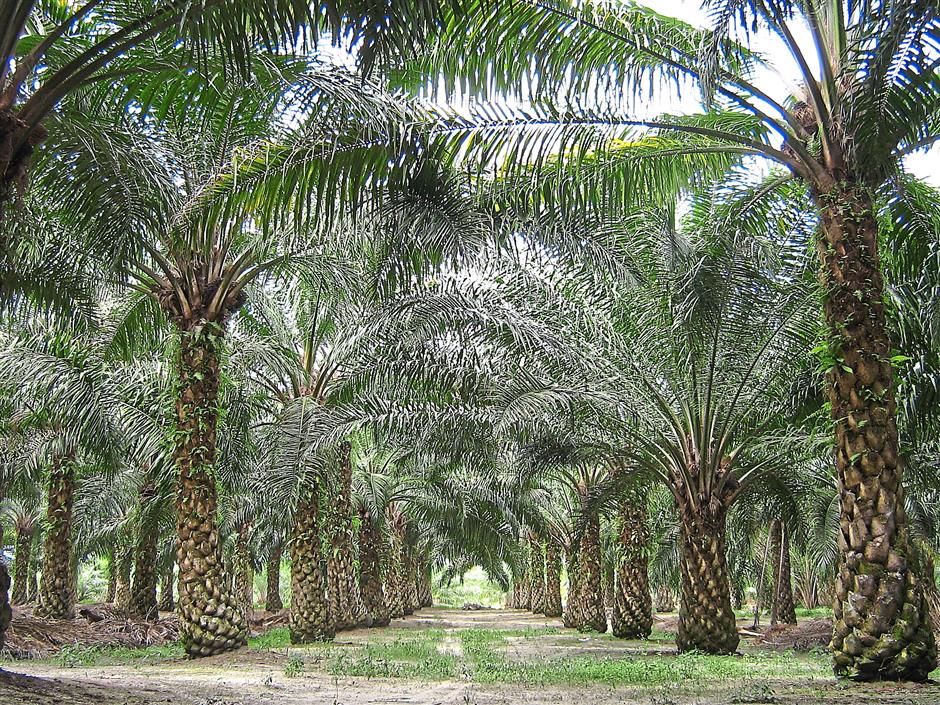 Currently the total area planted with oil palm in Sarawak is about 1.5 million hectares. Photo: Wikimedia Commons