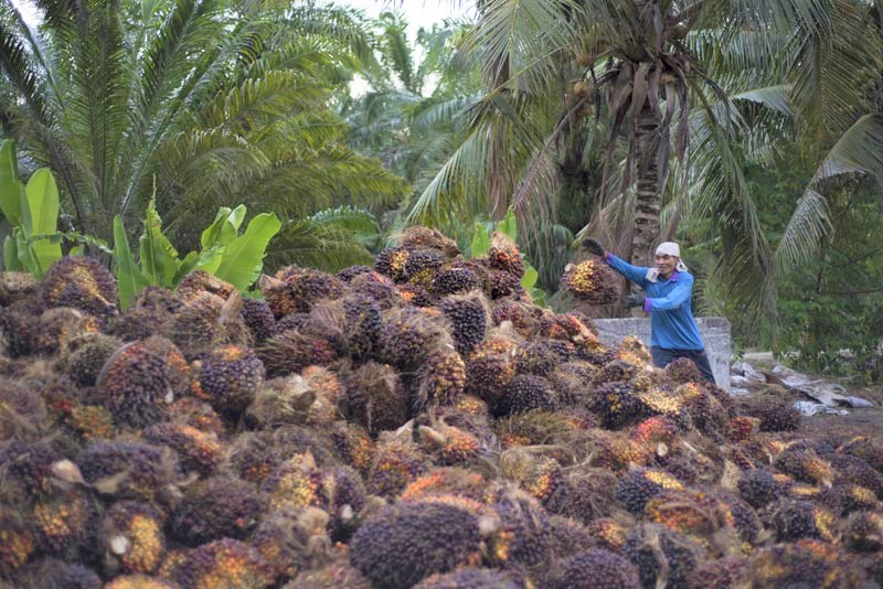 Local farmer named Wak was working in village palm oil plantation area in Sabak Bernam of Malaysia. This photo was captured in July 2016.