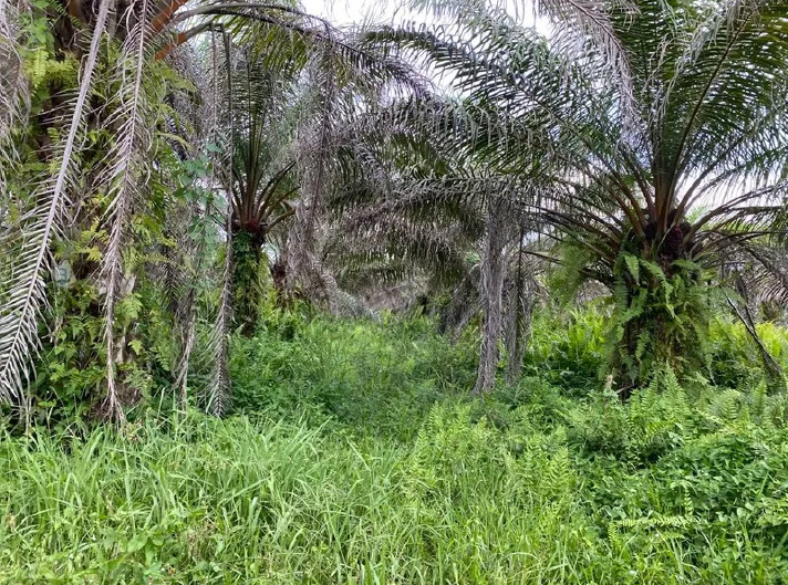A plantation left abandoned and unharvested due to the labour shortage.