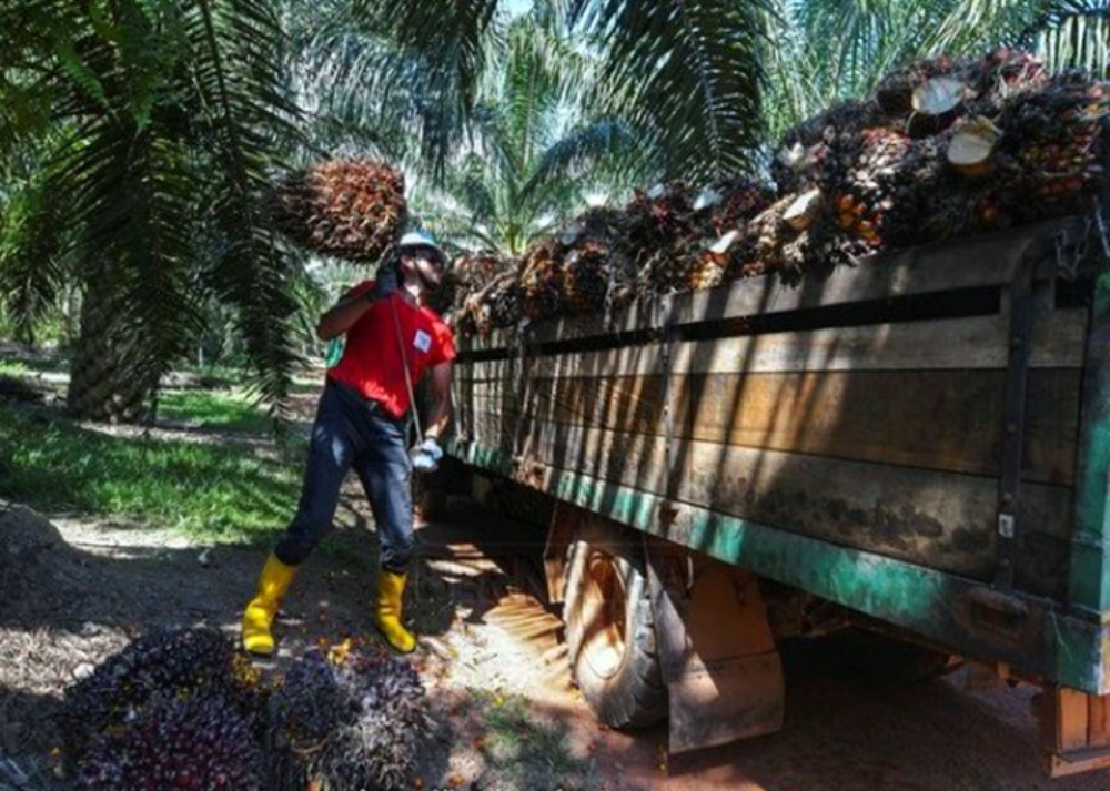 An oil palm plantation worker loads fresh fruit bunches into a truck. — Bernama photo