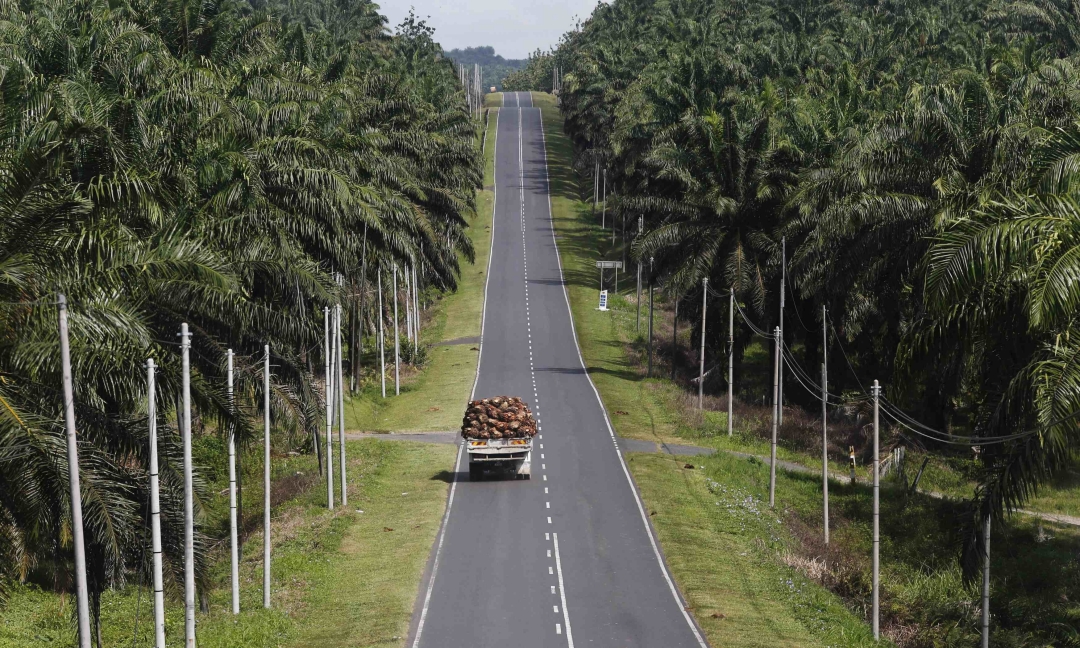 The associations said the cost of palm oil production reached unprecedented levels in 2022 due to various factors such as rising wages, increased fertiliser, energy, and agrochemical inputs. — File photo